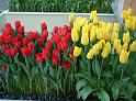 Tulips red and yellow